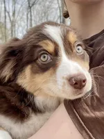 Irish Heather, a female Miniature Australian Shepherd for sale in Somerset, KY – Photo 1 of 9