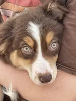 Irish Heather, a female Miniature Australian Shepherd for sale in Somerset, KY – Photo 6 of 9