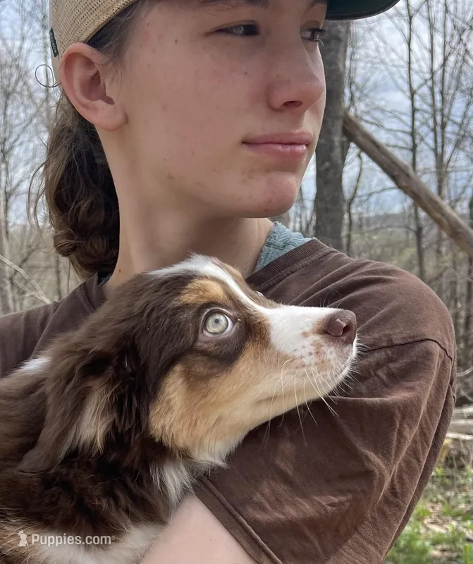 Heather – Miniature Australian Shepherd puppy for sale in Somerset, KY