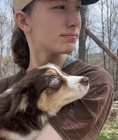 Irish Heather, a female Miniature Australian Shepherd for sale in Somerset, KY – Photo 2 of 9