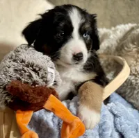 Remi, a male Miniature Australian Shepherd for sale in Somerset, KY – 9 of 10