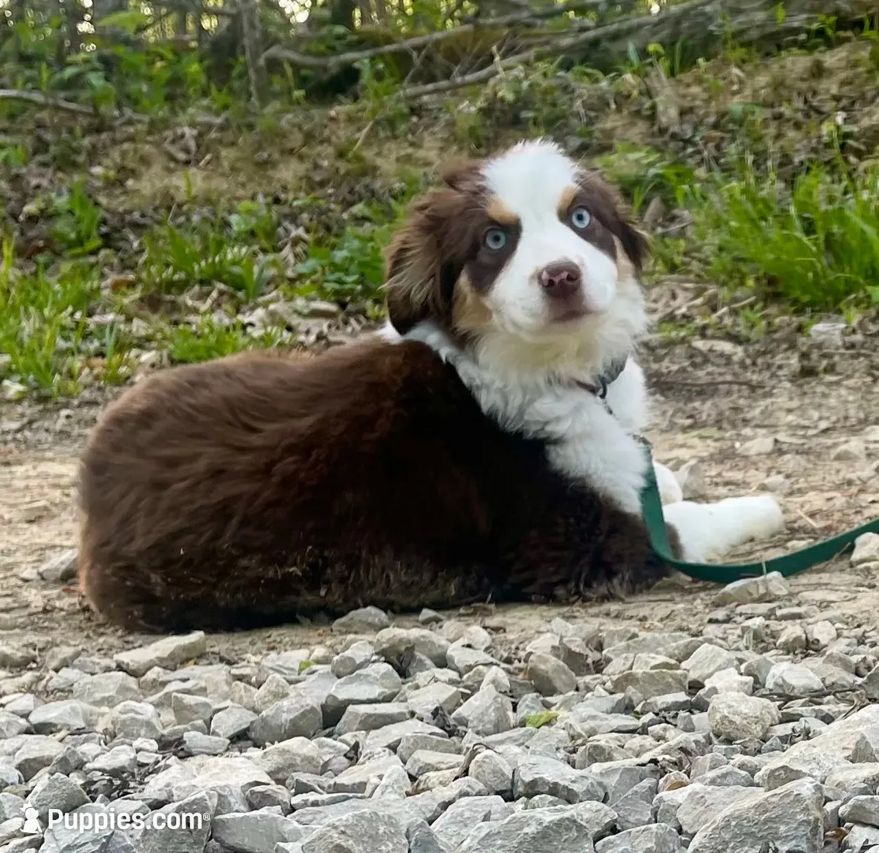 Autumn, a female Miniature Australian Shepherd for sale in Somerset, KY – 1 of 9