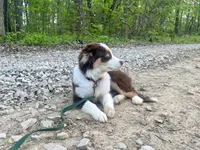 Autumn, a female Miniature Australian Shepherd for sale in Somerset, KY – 3 of 9