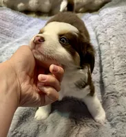 Autumn, a female Miniature Australian Shepherd for sale in Somerset, KY – 8 of 9