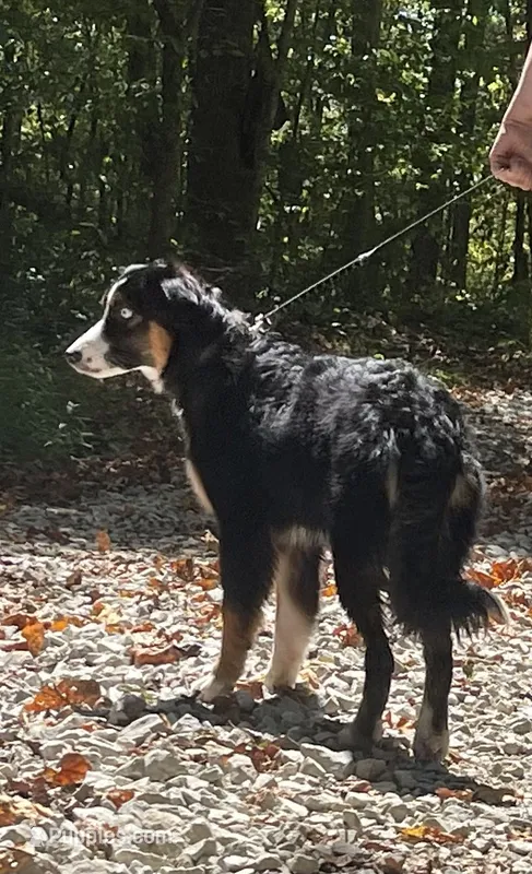 Remi – Miniature Australian Shepherd puppy for sale in Somerset, KY