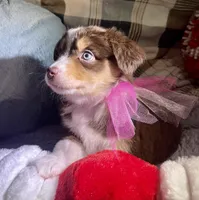 Evergreen Heather, a female Miniature Australian Shepherd for sale in Somerset, KY – Photo 1 of 6