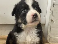 Remi, a male Miniature Australian Shepherd for sale in Somerset, KY – 8 of 10