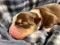 Heather, a female Miniature Australian Shepherd for sale in Somerset, KY – 9 of 10