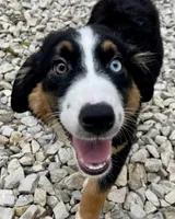 Remi, a male Miniature Australian Shepherd for sale in Somerset, KY – 5 of 10