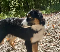 Remi, a male Miniature Australian Shepherd for sale in Somerset, KY – 2 of 10