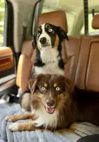 Remi, a male Miniature Australian Shepherd for sale in Somerset, KY – 4 of 10