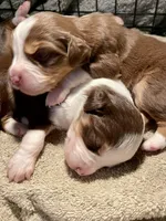 Autumn, a female Miniature Australian Shepherd for sale in Somerset, KY – 9 of 9
