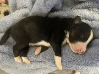 Remi, a male Miniature Australian Shepherd for sale in Somerset, KY – 10 of 10