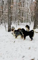 Remi, a male Miniature Australian Shepherd for sale in Somerset, KY – 3 of 10
