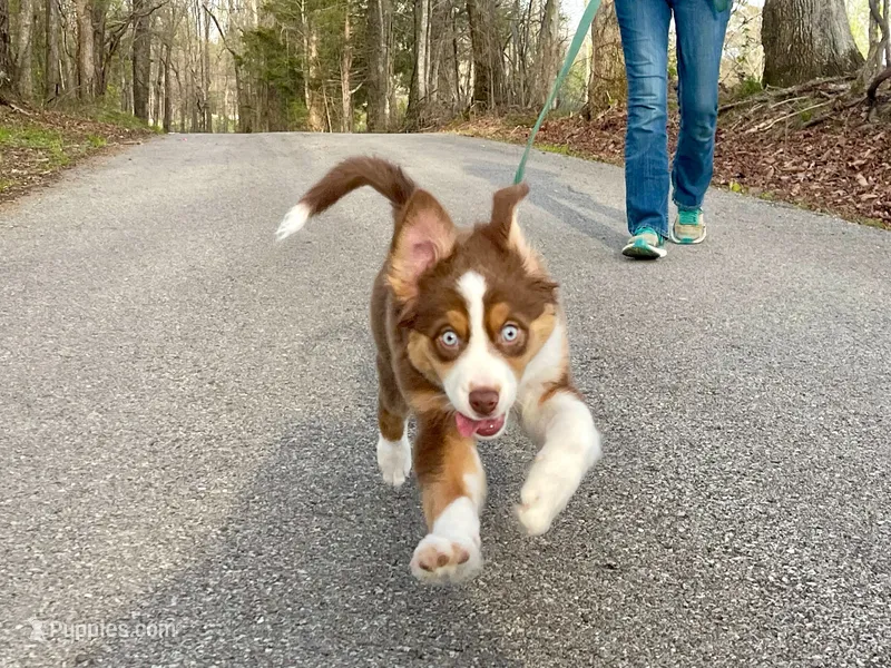 Ivy Rose – Miniature Australian Shepherd puppy for sale in Somerset, KY