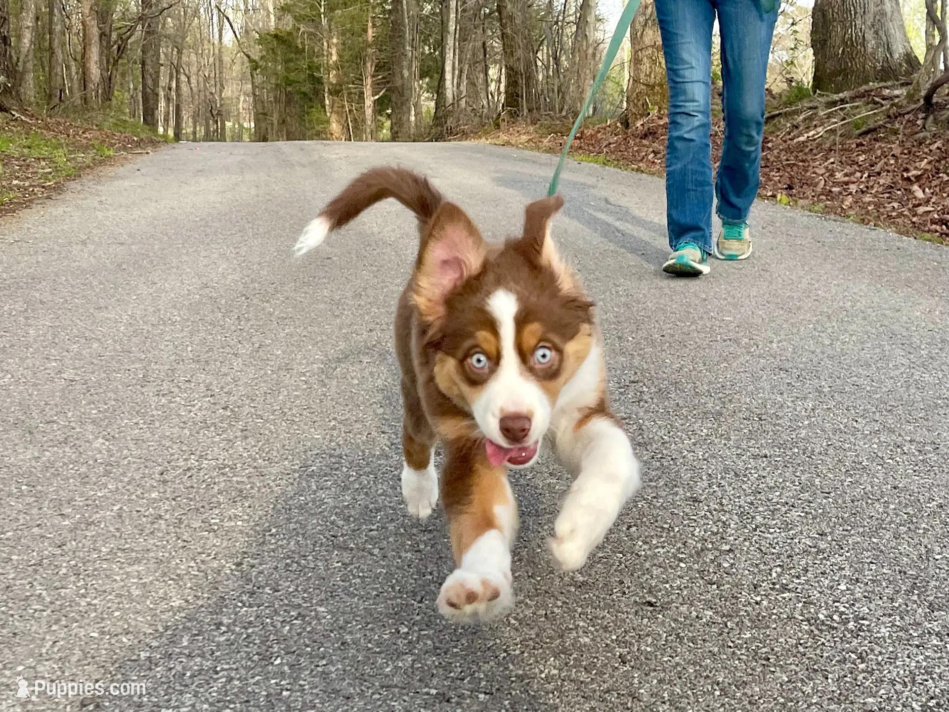 Ivy Rose, a female Miniature Australian Shepherd for sale in Somerset, KY – 1 of 10