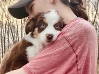 Autumn, a female Miniature Australian Shepherd for sale in Somerset, KY – 4 of 9