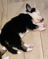 processed/51d3fdc9-cb06-4b0f-84ea-7487f9793359/listing/ae6bd0af-1108-403b-86dd-3a56e52a5d3a/ff092ff0-6456-45bf-a656-ec46896fe3ae