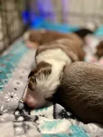 Autumn Breeze, a female Miniature Australian Shepherd for sale in Somerset, KY – Photo 9 of 10