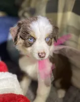 Autumn Breeze, a female Miniature Australian Shepherd for sale in Somerset, KY – Photo 4 of 10