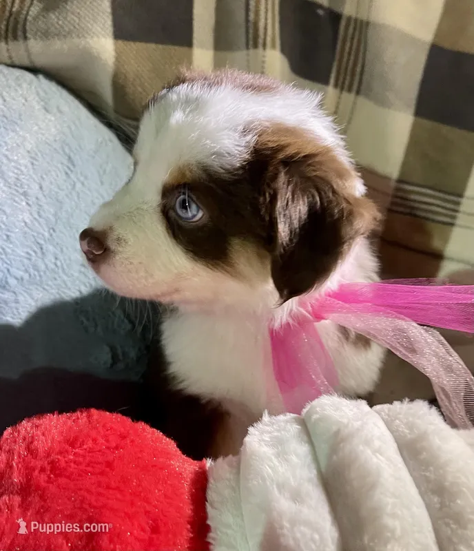 Autumn Breeze – Miniature Australian Shepherd puppy for sale in Somerset, KY