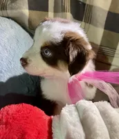 Autumn Breeze, a female Miniature Australian Shepherd for sale in Somerset, KY – Photo 5 of 10