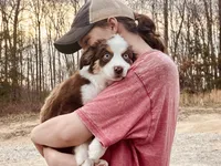 Autumn Breeze, a female Miniature Australian Shepherd for sale in Somerset, KY – Photo 2 of 10
