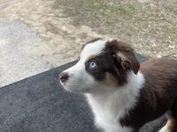 Autumn Breeze, a female Miniature Australian Shepherd for sale in Somerset, KY – Photo 8 of 10
