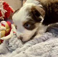 Autumn Breeze, a female Miniature Australian Shepherd for sale in Somerset, KY – Photo 7 of 10
