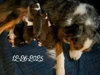 Autumn Breeze, a female Miniature Australian Shepherd for sale in Somerset, KY – Photo 10 of 10