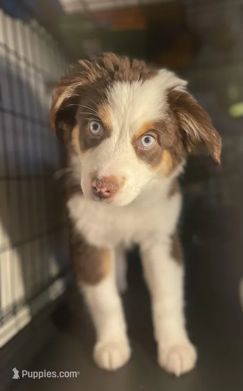 Autumn Breeze – Miniature Australian Shepherd puppy for sale in Somerset, KY