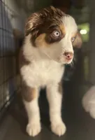 Autumn Breeze, a female Miniature Australian Shepherd for sale in Somerset, KY – Photo 3 of 10