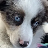 Timberline Captain "Jack", a male Australian Shepherd for sale in Somerset, KY – Photo 7 of 10