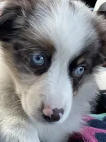 Jack, a male Australian Shepherd for sale in Somerset, KY – Photo 7 of 10