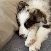 Timberline Captain "Jack", a male Australian Shepherd for sale in Somerset, KY – Photo 9 of 10