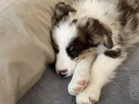 Jack, a male Australian Shepherd for sale in Somerset, KY – Photo 9 of 10