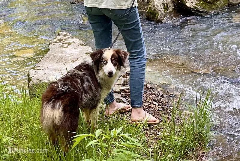 Jack – Australian Shepherd puppy for sale in Somerset, KY