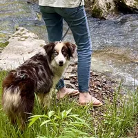 Timberline Captain "Jack", a male Australian Shepherd for sale in Somerset, KY – Photo 2 of 10
