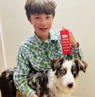 Jack, a male Australian Shepherd for sale in Somerset, KY – Photo 5 of 10