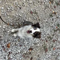 Timberline Captain "Jack", a male Australian Shepherd for sale in Somerset, KY – Photo 3 of 10