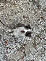 Jack, a male Australian Shepherd for sale in Somerset, KY – Photo 3 of 10