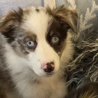 Timberline Captain "Jack", a male Australian Shepherd for sale in Somerset, KY – Photo 8 of 10