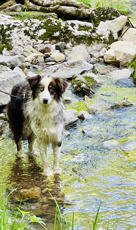 Jack, a male Australian Shepherd for sale in Somerset, KY – Photo 1 of 10