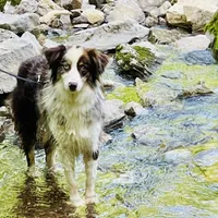Timberline Captain "Jack", a male Australian Shepherd for sale in Somerset, KY – Photo 1 of 10