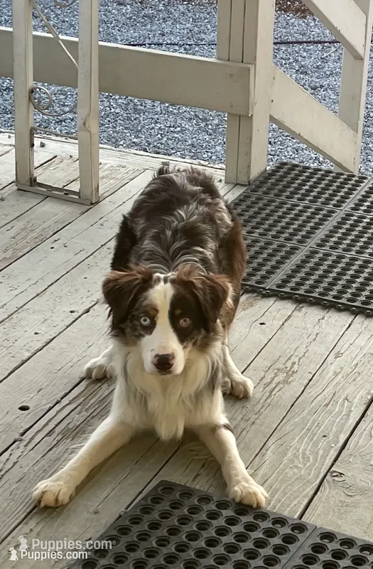 Jack – Australian Shepherd puppy for sale in Somerset, KY