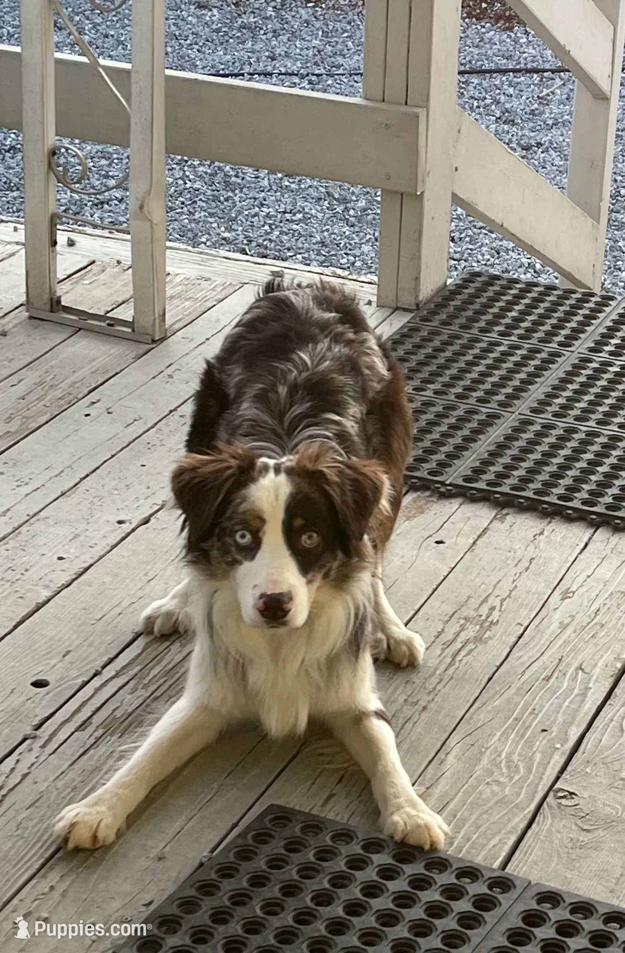 Jack, a male Australian Shepherd for sale in Somerset, KY – Photo 4 of 10