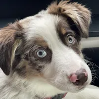 Timberline Captain "Jack", a male Australian Shepherd for sale in Somerset, KY – Photo 6 of 10