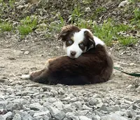 Autumn, a female Miniature Australian Shepherd for sale in Somerset, KY – 2 of 9