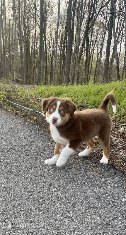 Ivy Rose – Miniature Australian Shepherd puppy for sale in Somerset, KY