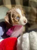 Ivy Rose, a female Miniature Australian Shepherd for sale in Somerset, KY – Photo 4 of 10